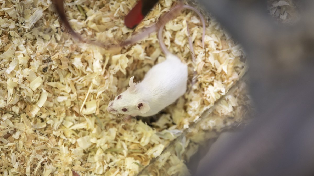 Sie wird nicht mehr lange leben – sie ist hier nur Vogelfutter. Sie wird nicht mehr lange leben – sie ist hier nur Vogelfutter.