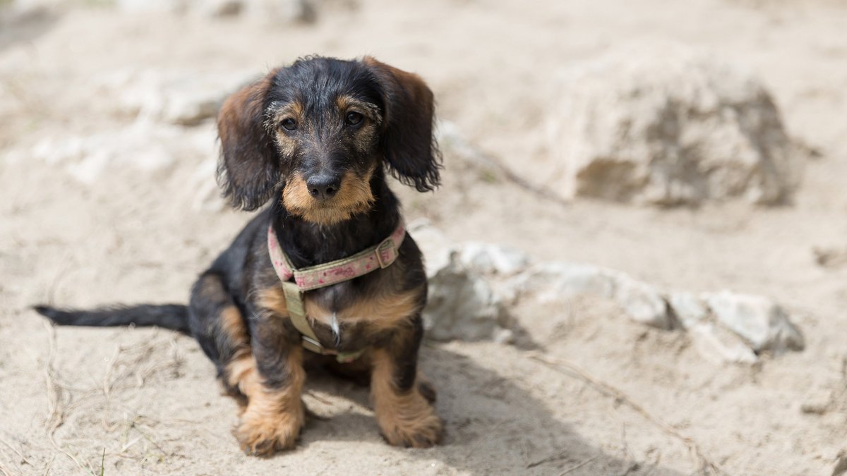 Kleiner Dackel. Foto: William Crochot/Wikimedia Commons, CC BY-SA 4.0, https://commons.wikimedia.org/w/index.php?curid=41818611 Kleiner Dackel. Foto: William Crochot/Wikimedia Commons, CC BY-SA 4.0, https://commons.wikimedia.org/w/index.php?curid=41818611