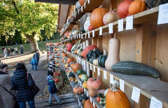 Gibt es jemanden, der sie alle benennen kann? Über 800 Kürbissorten sind in Ludwigsburg zu sehen.  Gibt es jemanden, der sie alle benennen kann? Über 800 Kürbissorten sind in Ludwigsburg zu sehen.