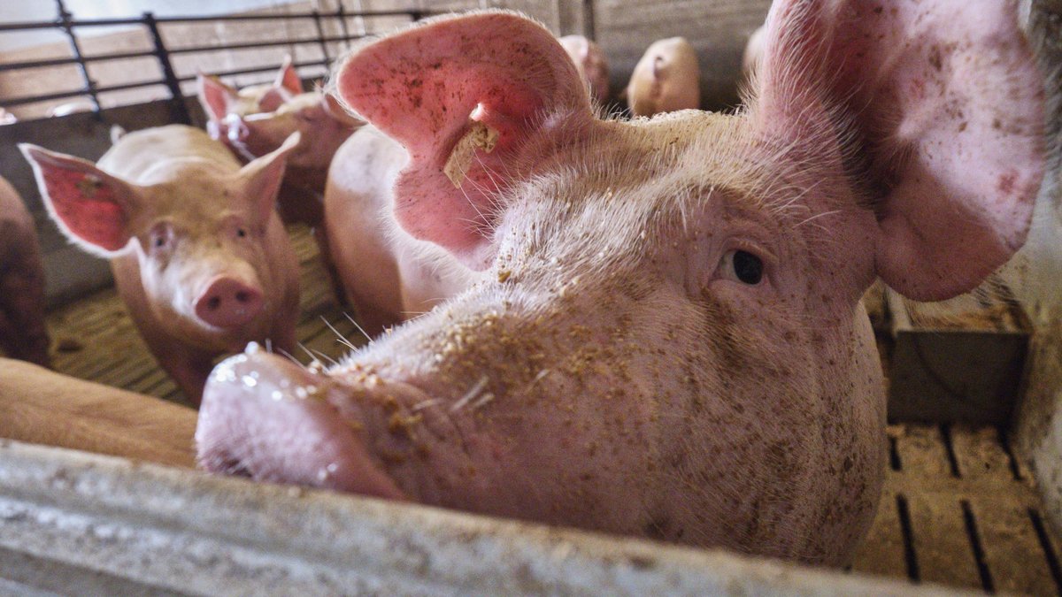 Das Leben ist kein Ponyhof, sondern ein Saustall. Fotos: Joachim E. Röttgers