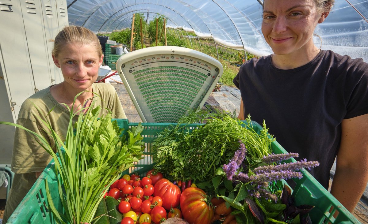 Darf's ein bisschen mehr sein? Wildraum-Gemüsekisten für die Region Rhein-Neckar.