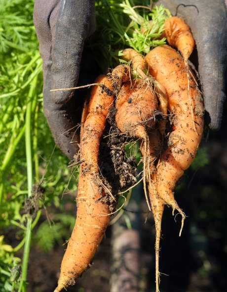Erfolgreiche Karottenernte.