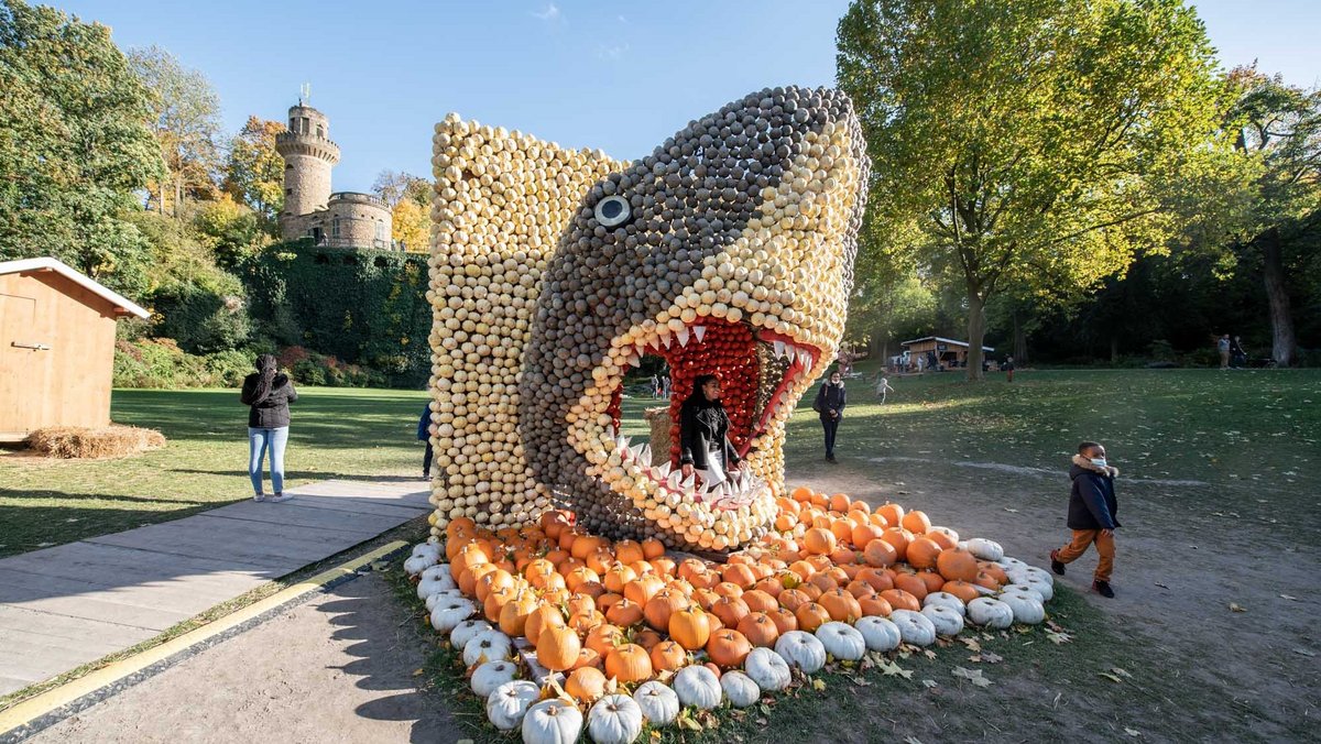 Ziemlich untypisch: Dieser Hai hat eine Zahnlücke ...  Ziemlich untypisch: Dieser Hai hat eine Zahnlücke ...