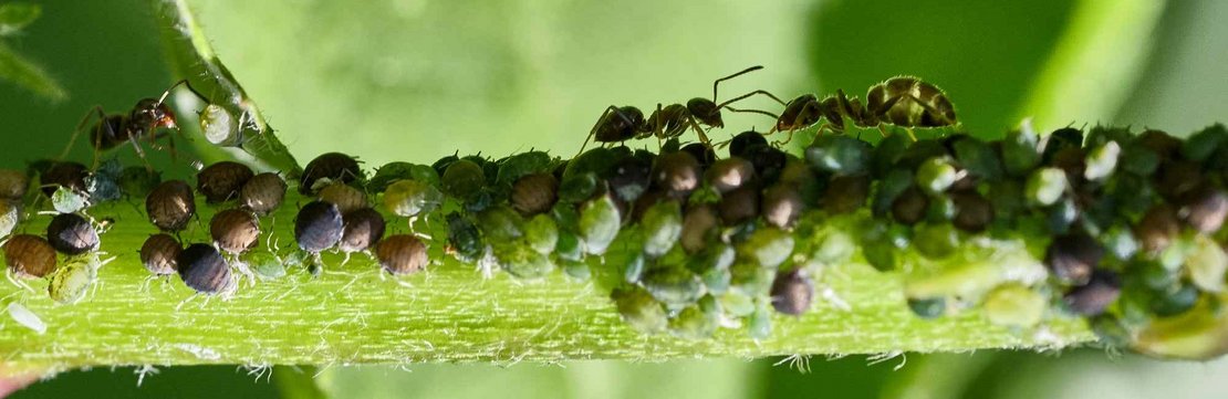 Planet der Gliederfüßer