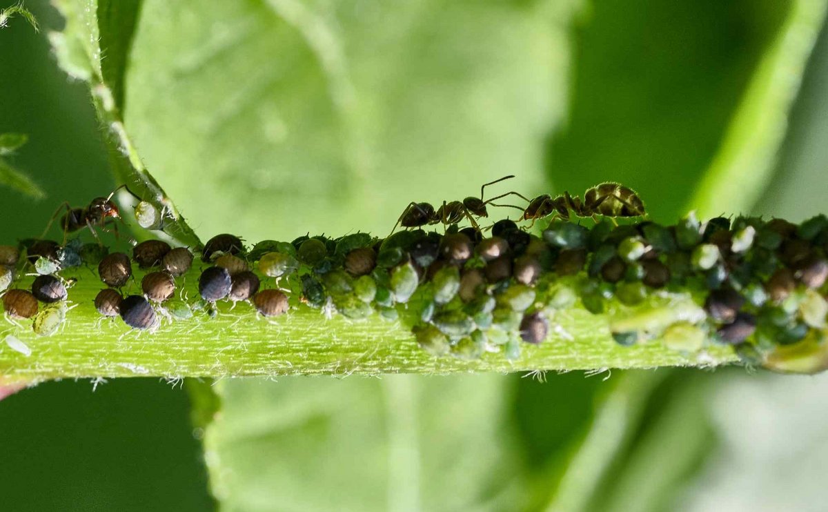 Pirsch nach kleinen Krabbeltieren in einem Garten mitten in der Stadt. Mehr Fotojagderfolge bei Klick auf den Pfeil.