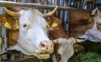 Schlechtwettergeld für Klimakiller