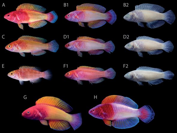 Sieht aus, als habe die Natur den "Lebensschützern" einen Streich spielen wollen: der transsexuelle Zwerglippfisch. Foto: <a href="https://commons.wikimedia.org/wiki/File:Cirrhilabrus_finifenmaa_specimens_-_Oo_654788.jpg">gemeinfrei</a>