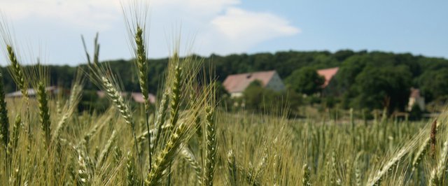 Mediterraner Hartweizen gedeiht auch auf der rauhen Schwäbischen Alb. Foto: Alb-Gold