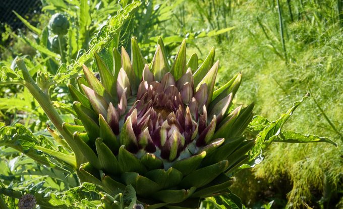 Die Artischockenknospe ist aufgegangen, Kultur auf der Obstwiese bleibt Zukunftsmusik.