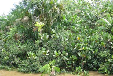 Intakter Regenwald. Foto: Andrea Leitold/Pixabay