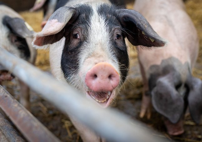 Die Weberschen Schweine – als Glückbringer können sie bei dieser Wahl kaum dienen.