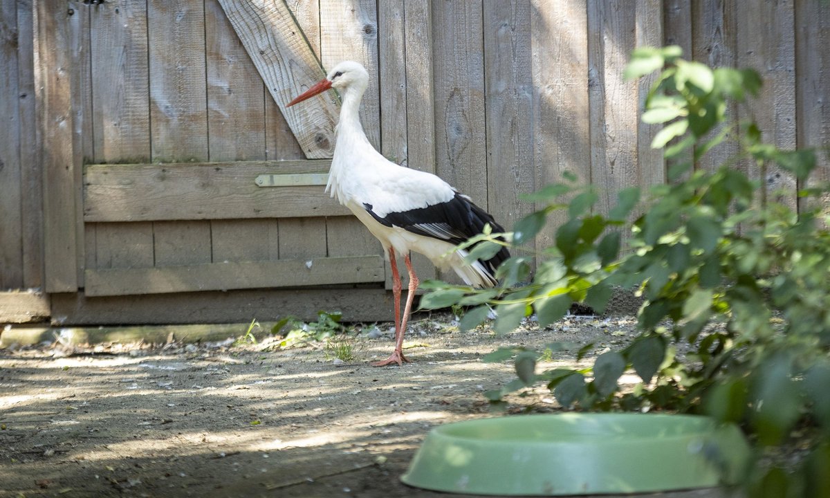 Sogar ein Storch hat hier ein Zuhause auf Zeit gefunden. Logisch, denn schließlich ...