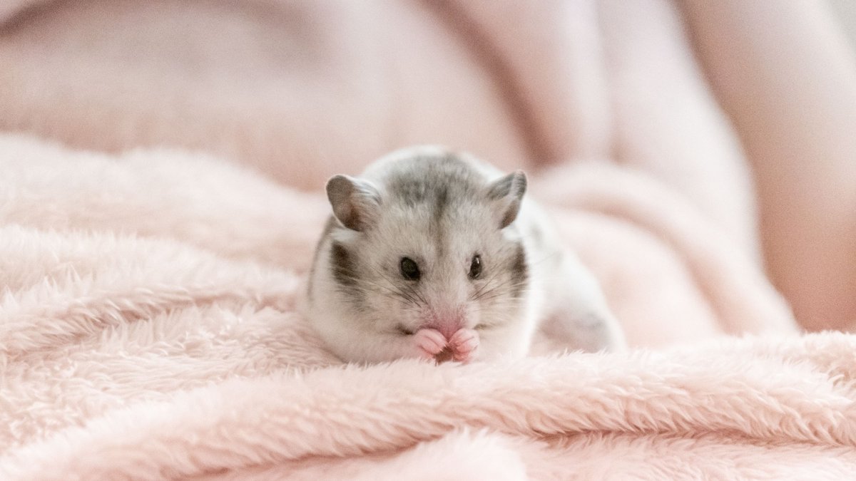 Richtig, das ist nicht Dieter Nuhr. Dafür vertreibt der süße Hamster Herkules den allgemein verbreiteten Pessimismus. Foto: Jens Volle