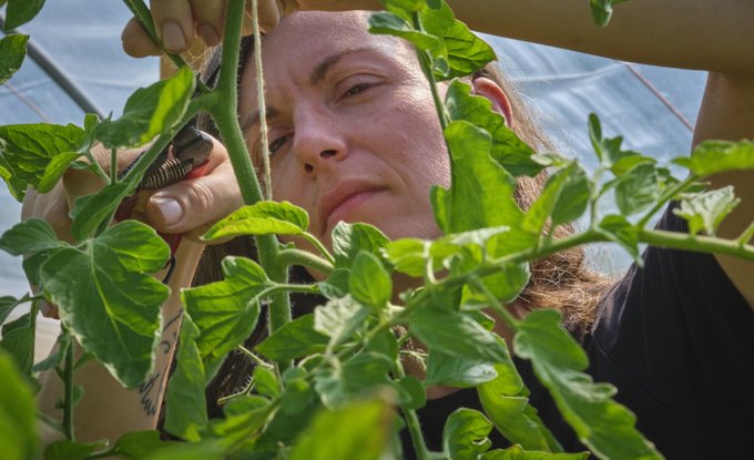 Handarbeit ist angesagt: Obstgärtnerin Elise beim Ausgeizen der Tomatenpflanzen.