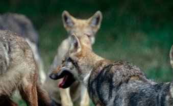 Willkommen zurück, Wolf!