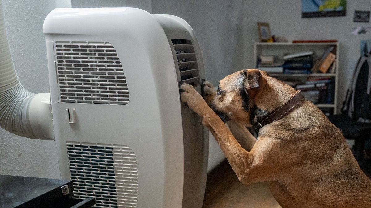 Es möchte kein Hund so länger leben! Drum hat er sich der Technik ergeben. Fotos: Jens Volle