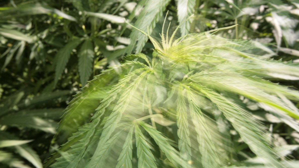 Blätter im Wind oder im Rausch? Der gemeine Hanf, botanisch: Cannabis. Foto: Joachim E. Röttgers