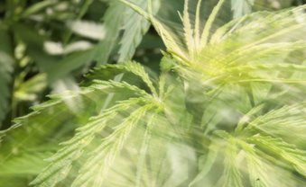 Prohibition, Rassismus und das Triumvirat des Bösen