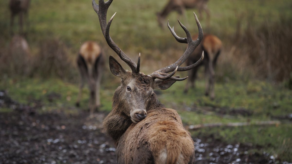 Vor dem Abschuss geschützt: Hirsch im Stuttgarter Rotwildpark. Foto: Julian Rettig