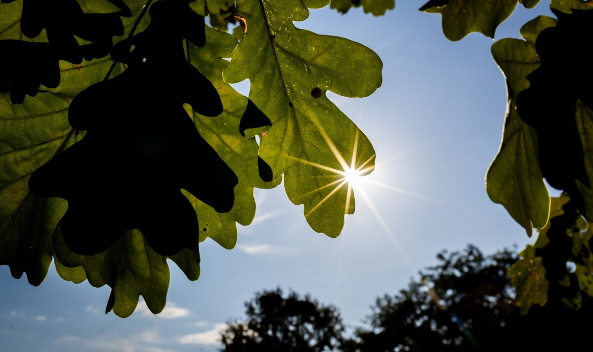Helfen gegen Hitze, aber könnten in Stuttgart noch mehr sein: Bäume, hier eine Eiche im Schlossgarten. Foto: Julian Rettig