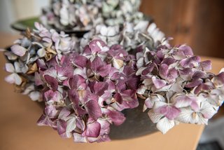 Gemeine Hortensie. Foto: Jens Volle