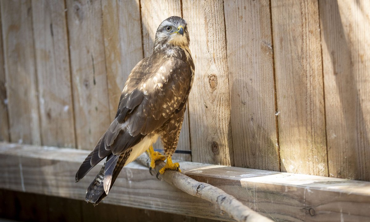 Ein Mäusebussard. Majestätisch ist auch seine Flügelspannweite von über 120 Zentimetern.  Ein Mäusebussard. Majestätisch ist auch seine Flügelspannweite von über 120 Zentimetern.