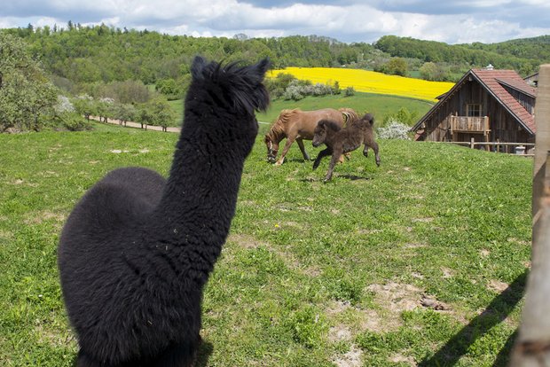 Kein Galama um das Lama: Andrea Berg kümmert sich persönlich um alle ihre Tiere.