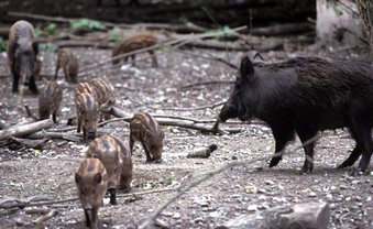 Kollektiv im Jagdfieber