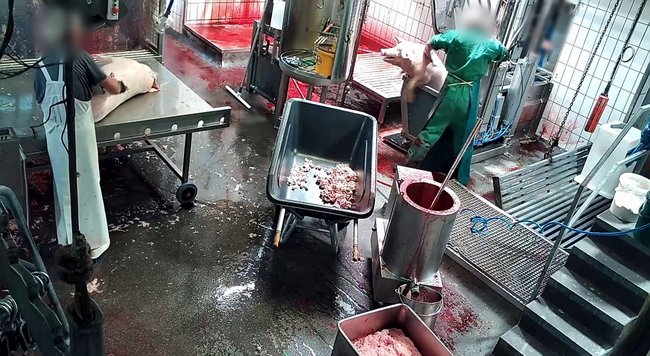 Brutal geschlachtet: zwei Beispiele aus einer Fotostrecke der SOKO Tierschutz, aufgenommen zwischen April und Juni 2022 im Schlachthof Kühnle. Hier versucht ein Schwein, aus einer Vorrichtung im Schlachtraum zu fliehen. Foto: SOKO Tierschutz