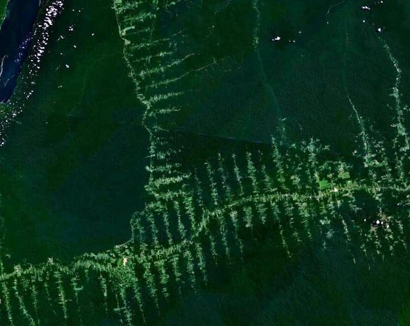 Schwerer Job für die Gießkanne: Satellitenbild massiver Rodungen im Amazonas. Foto: gemeinfrei 