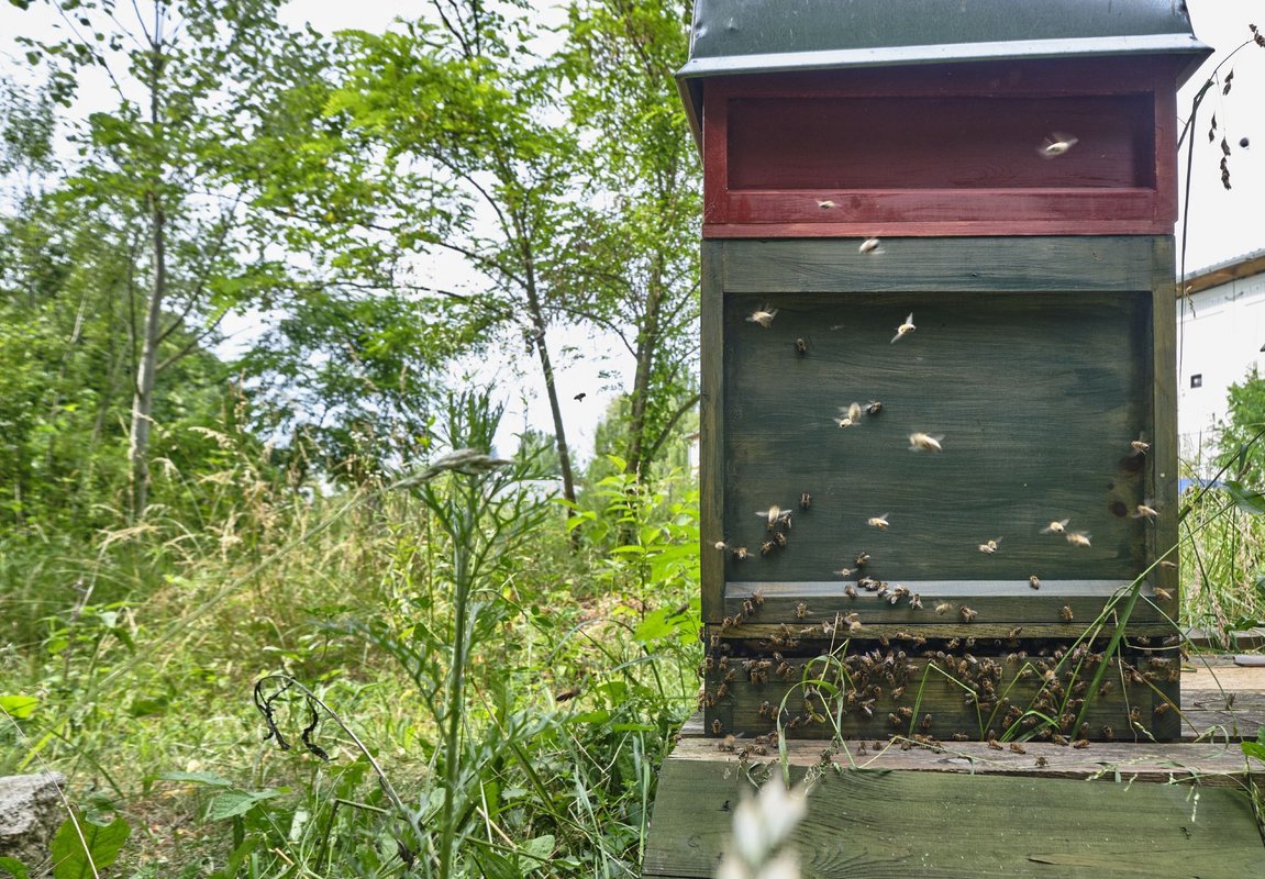 Stadtacker mit Bienenvolk ...