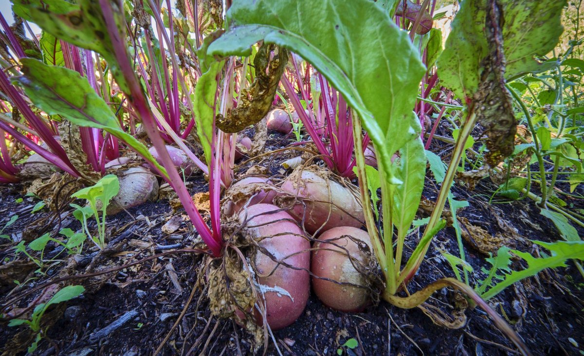 Rote Bete.