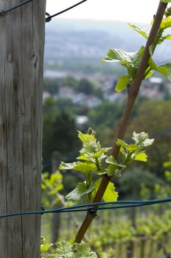 Glyphosathaltig: Stuttgarter Weinrebe. Foto: Joachim E. Röttgers
