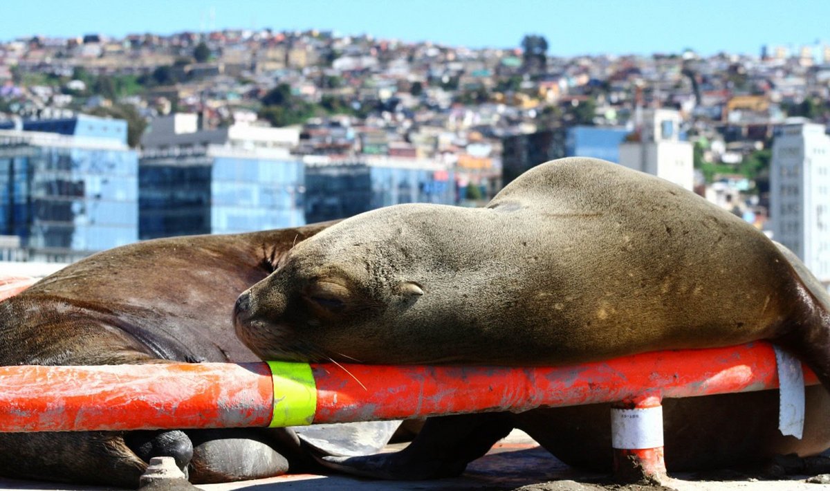 Keine Ansteckungsgefahr für diese beiden am Strand von Valparaiso. Foto: Moritz Osswald
