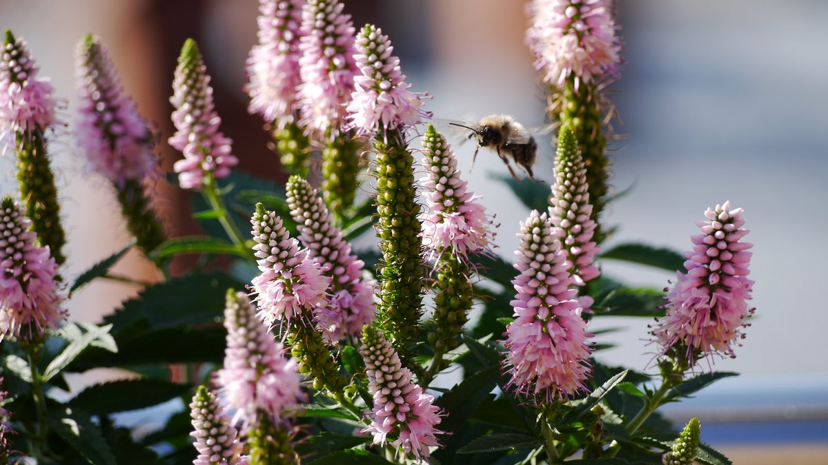 Meine Balkonblume des Jahres: die Veronica spicata, auch Ähriger Ehrenpreis genannt.