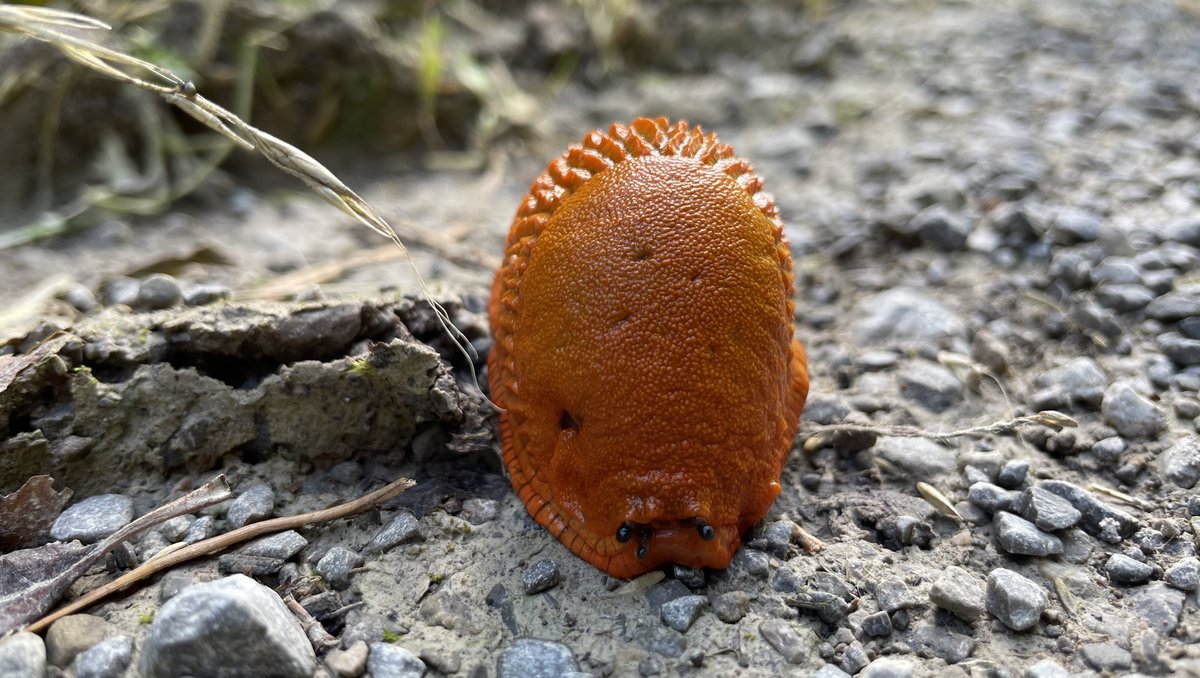 Wer sich zu arg an Schnecken stört, könnte ja eine verklärende Brille aufziehen – und schon geht das als seltsamer Pilz durch. Foto: Anna Hunger Wer sich zu arg an Schnecken stört, könnte ja eine verklärende Brille aufziehen – und schon geht das als seltsamer Pilz durch. Foto: Anna Hunger