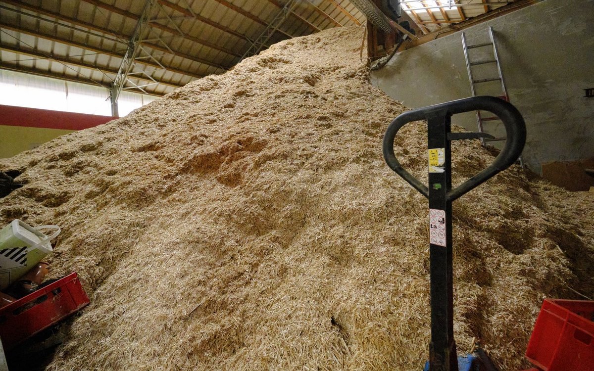 ... in Siebeneich als Hackschnitzel verheizt wird. Ein Berg aus Bioenergie.