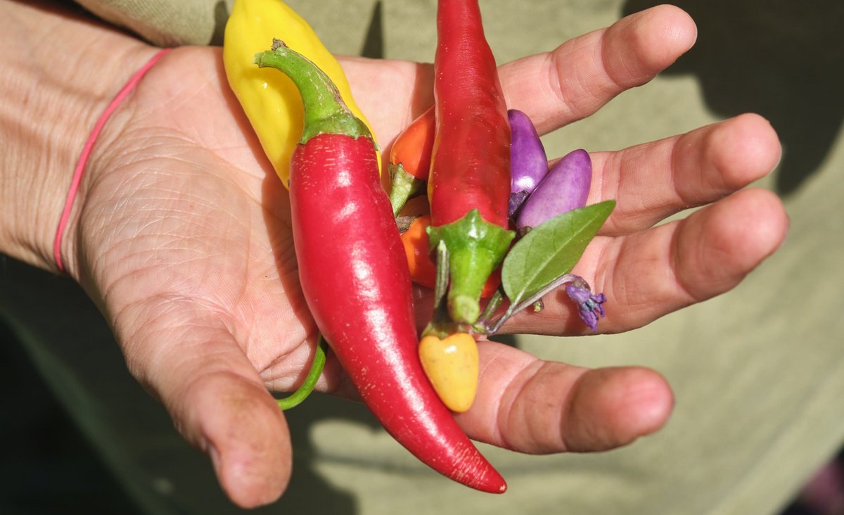 Chili, scharf und farbenprächtig.