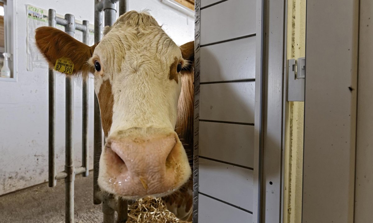 Irre: Ein Labrador-Welpe kostet heute locker 2500 Euro. Ein Kalb keine 50.   Irre: Ein Labrador-Welpe kostet heute locker 2500 Euro. Ein Kalb keine 50.