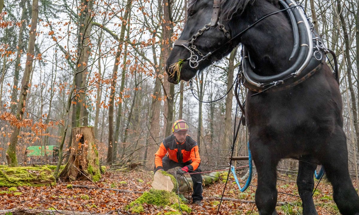 Fertig? Bis der Stamm vertäut ist, hat's Zeit für einen Haps Gras.