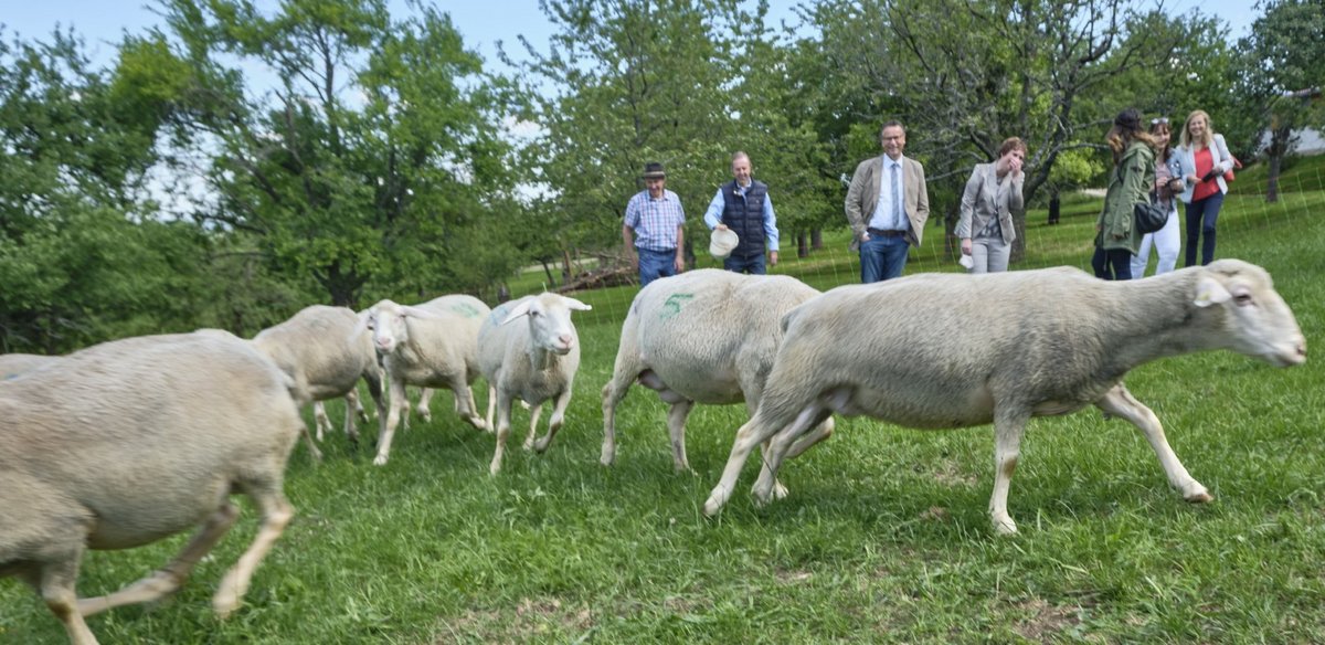Vorbildlich die Höfe und auch Minister Peter Hauk (Mitte): Er schaut zu, dass die Schafe die Abstandsregeln einhalten. Fotos: Joachim E. Röttgers