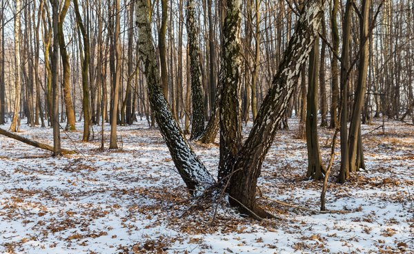 Flussauen der Weichsel westlich der einstigen Krematorien des Vernichtungslagers Auschwitz II/Birkenau. Flussauen der Weichsel westlich der einstigen Krematorien des Vernichtungslagers Auschwitz II/Birkenau.