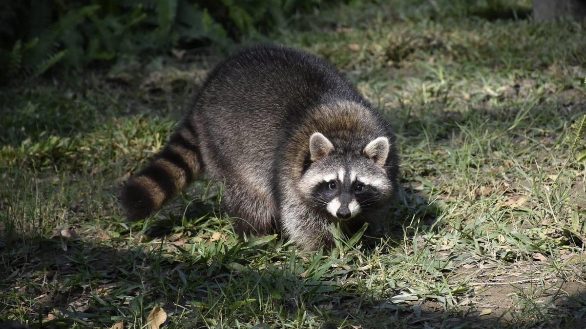 Sieht süß aus, kann aber auch kräftig zubeißen. Foto: Shoushan Zoo, gemeinfrei