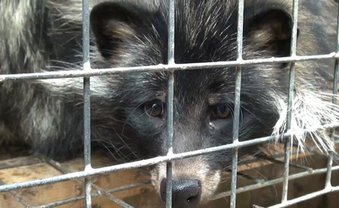 Todesurteil Modetrend