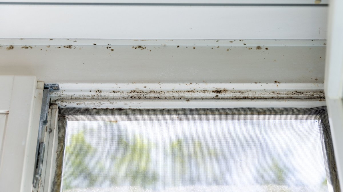 Schimmel am Fensterrahmen. Foto: Julian Rettig