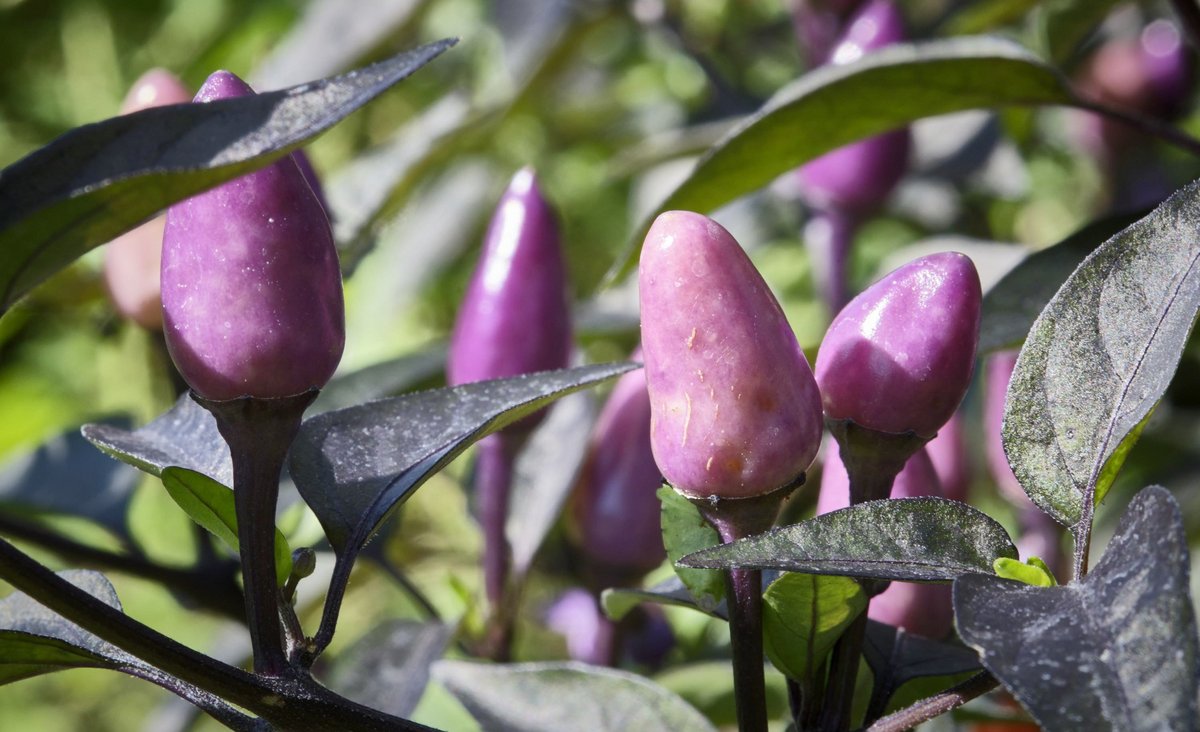 Violetter Chili.