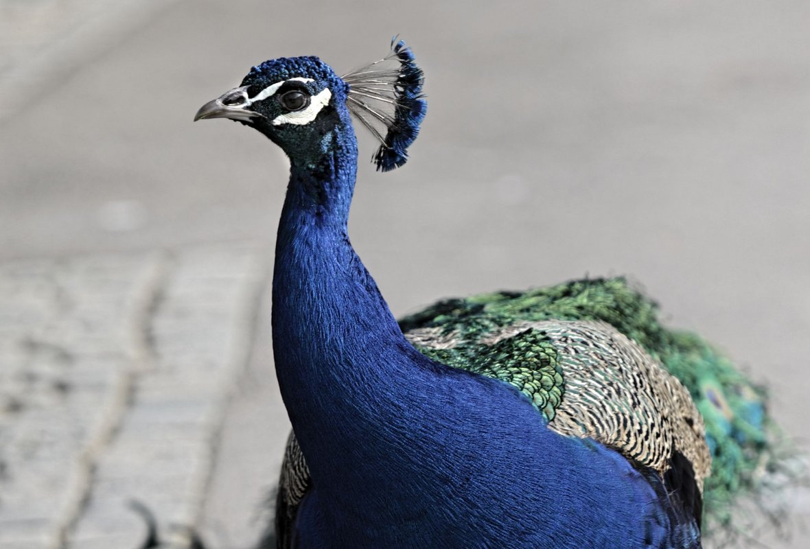 Außerhalb des Zoos gesichtet: zählt! Nicht auf der Nabu-Liste? Schau, Pfau, mau.