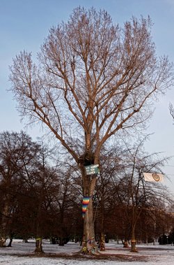 Heute steht der Baum nicht mehr. Foto: Joachim E. Röttgers