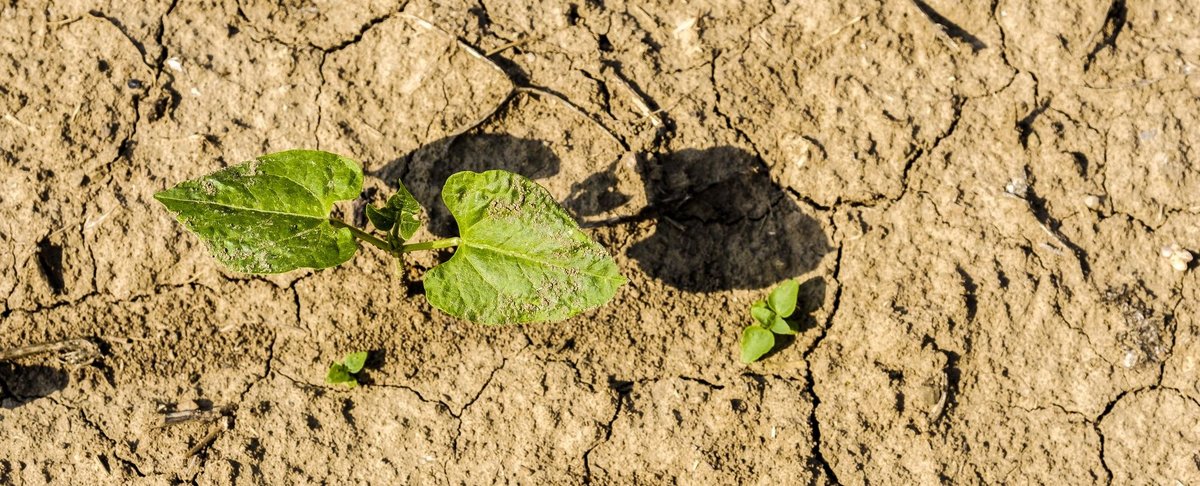 Wenn der Staat einspringt, um Unternehmen zu retten, soll er Mitsprache einfordern und eine ökologische Wende vorantreiben, sagt Schick. 