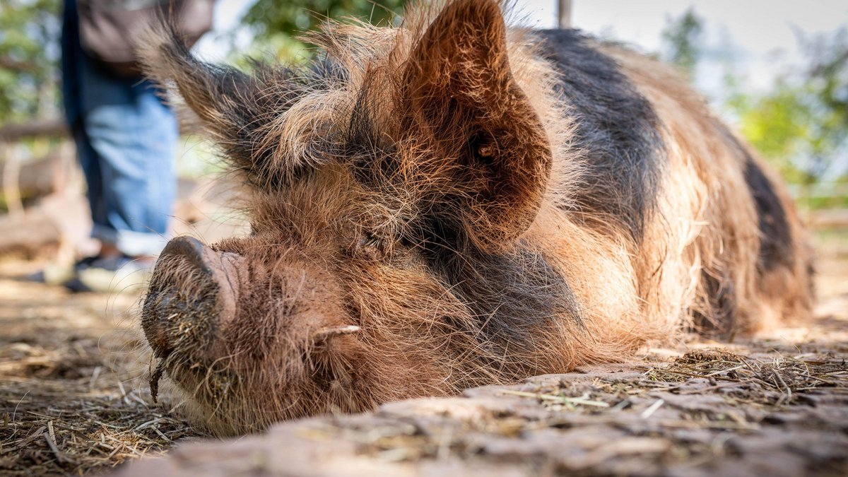 Schwein Rosa genießt den Sommertag auf dem Lebenshof Tierlieben.